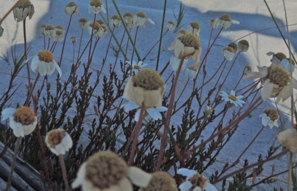 Sardegna nord est / Anthemis maritima